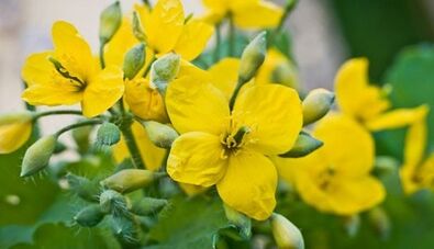 Celandine para el tratamiento del hongo