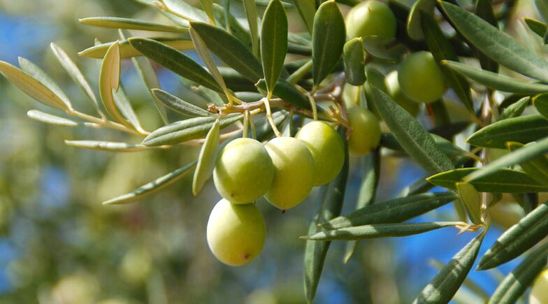 extracto de oliva como parte de Fungostop plus